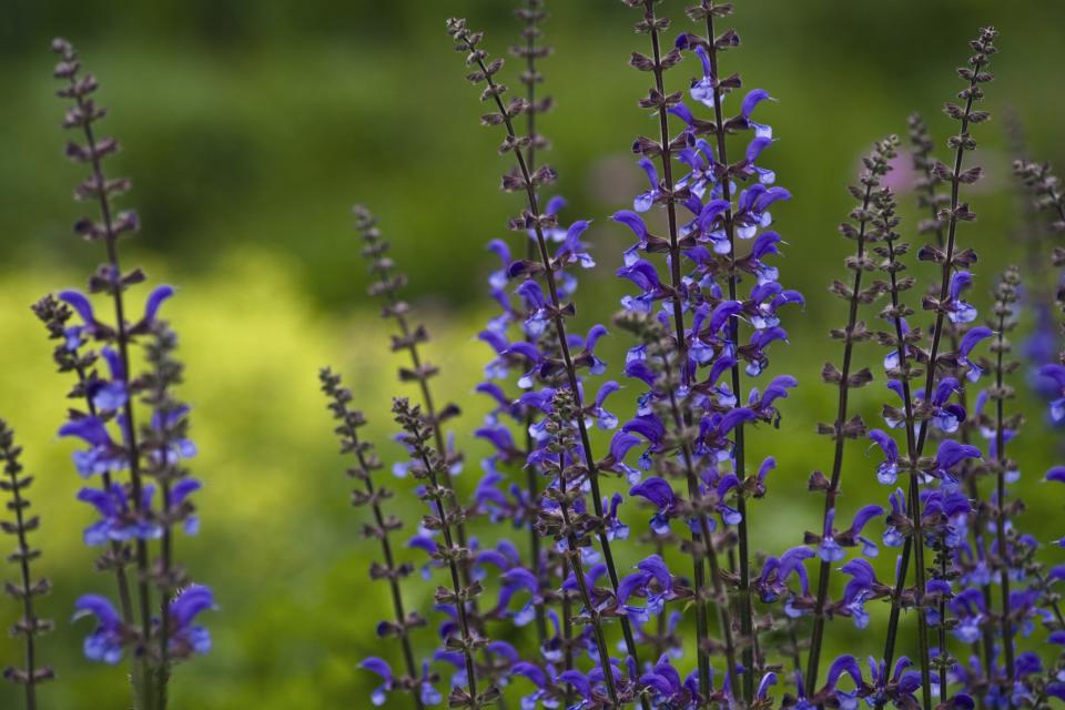 Shades of Salvia