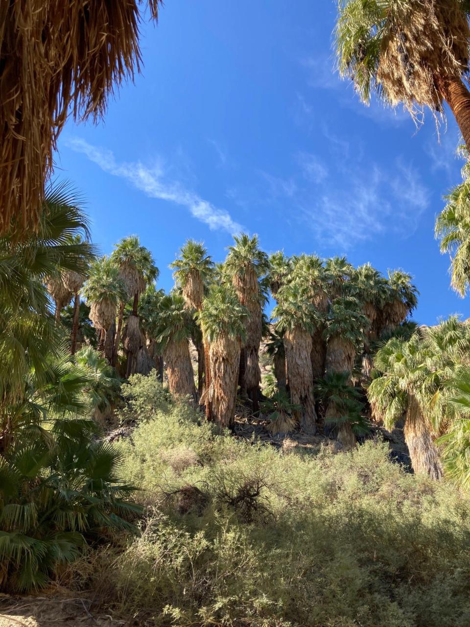 Palm Canyon offers a pleasant, cool respite from the Sonoran Desert.