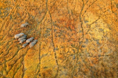 See Botswana's incredible wildlife - Credit: This content is subject to copyright./Gallo Images - Michael Poliza