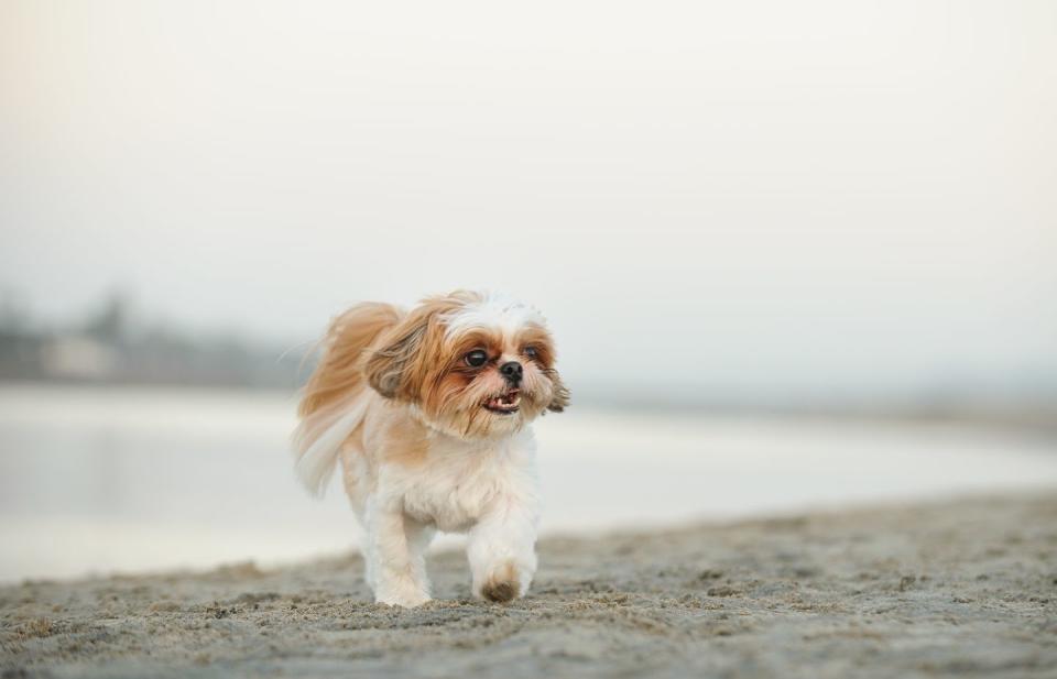 best small dog breeds shih tzu