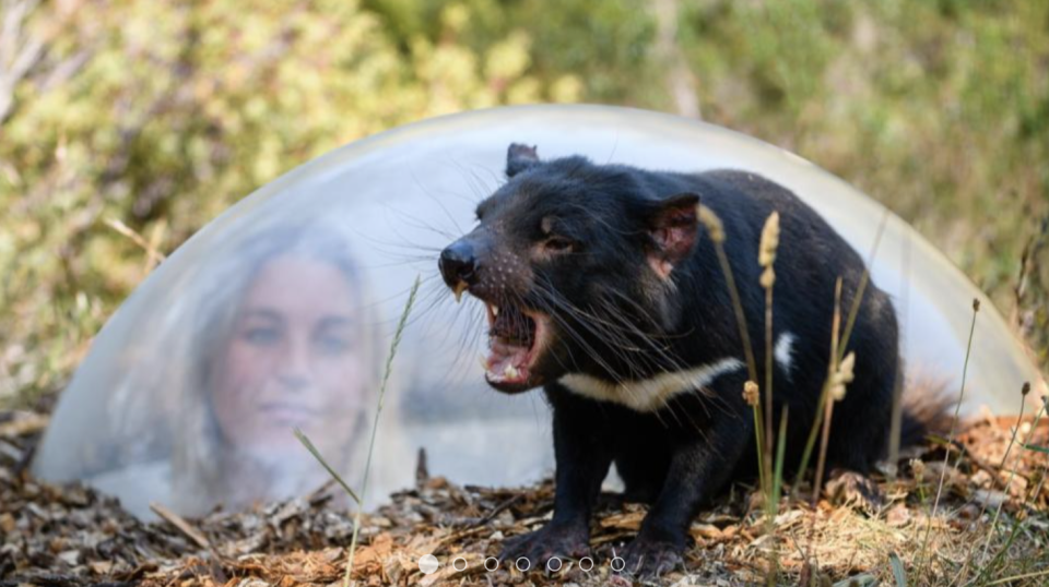 Lady looking close-up at Tasmania Devil behind an enclosed glass.