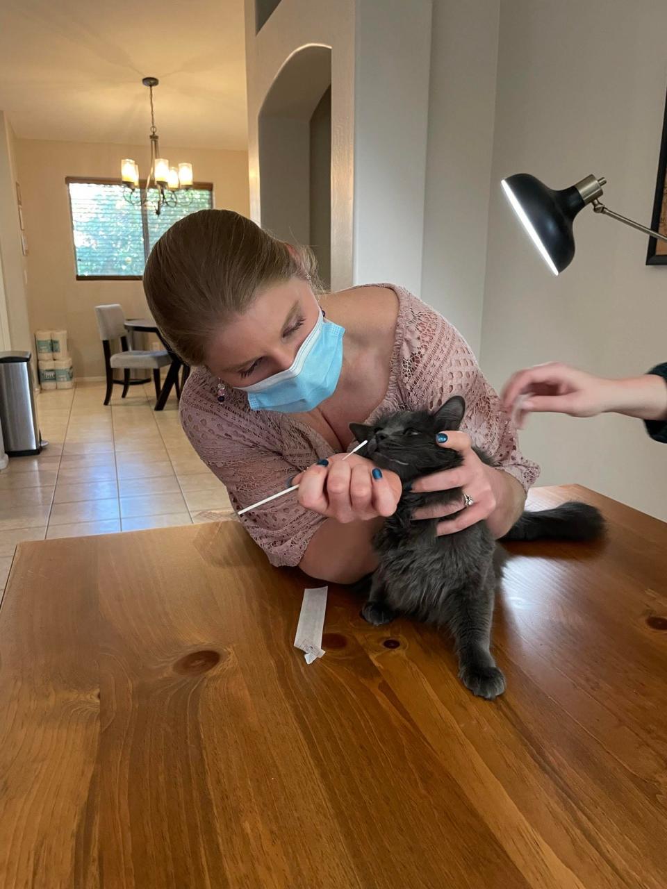 Hayley Yaglom, a genomic epidemiologist with the pathogen and microbiome division at TGen, collects a nasal swab from a cat enrolled in TGen and ADHS's COVID-19 Pets Program on Wednesday, Dec. 1, 2021.