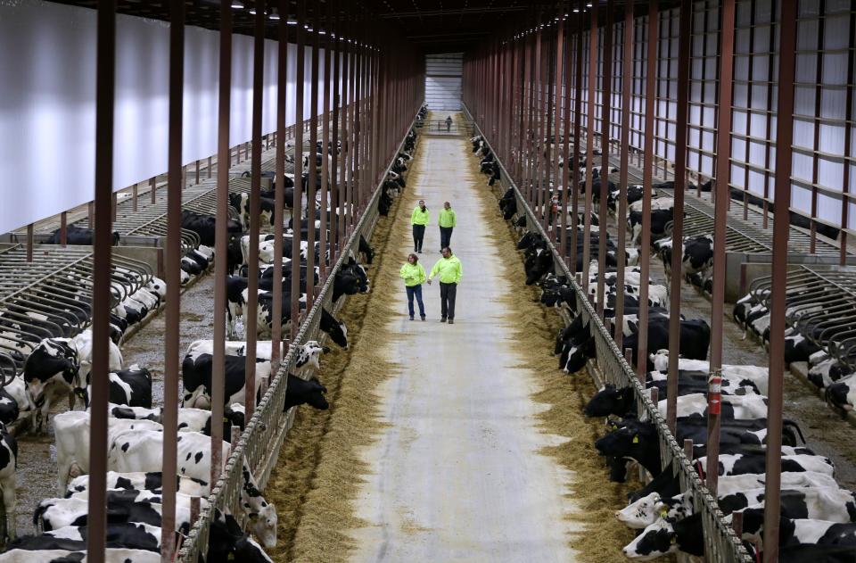 2017: CAFOs (concentrated animal feeding operations) continue to grow. The Kinnard dairy farm operates long barns using a sand mixture for cow comfort and stability. Waste is collected in the center and dispersed to other farmland throughout a 31-mile area. The farm milks more than 6,000 dairy cattle. Large-scale operations have been contributing to the demise of family farms across Wisconsin.