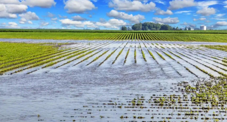 The recent flooding and weather has impacted produce in Australia, though supermarkets believe stock levels will be back to normal soon. Source: Getty Images
