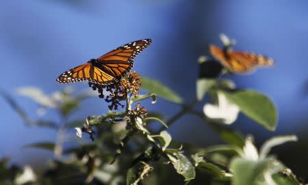 Monarch butterflies cling to a plant at the Monarch Grove Sanctuary in Pacific Grove, California, U.S. on December 30, 2014. REUTERS/Michael Fiala/File Photo