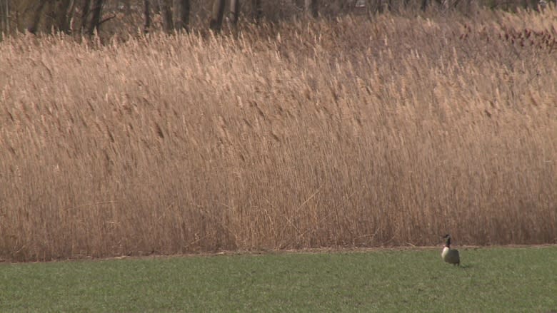 Report: Governments need to step up Great Lake protection