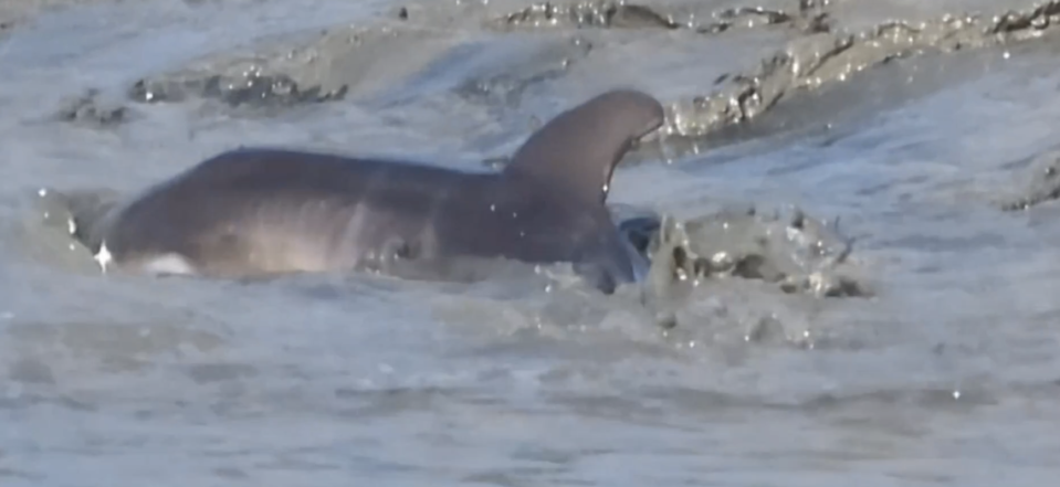 A screenshot from a video submitted by Bluffton resident Chris Short where a young dolphin, estimated to be only weeks old, mimics its elders and learns to strand feed off Bull Creek on Daufuskie Island, SC.