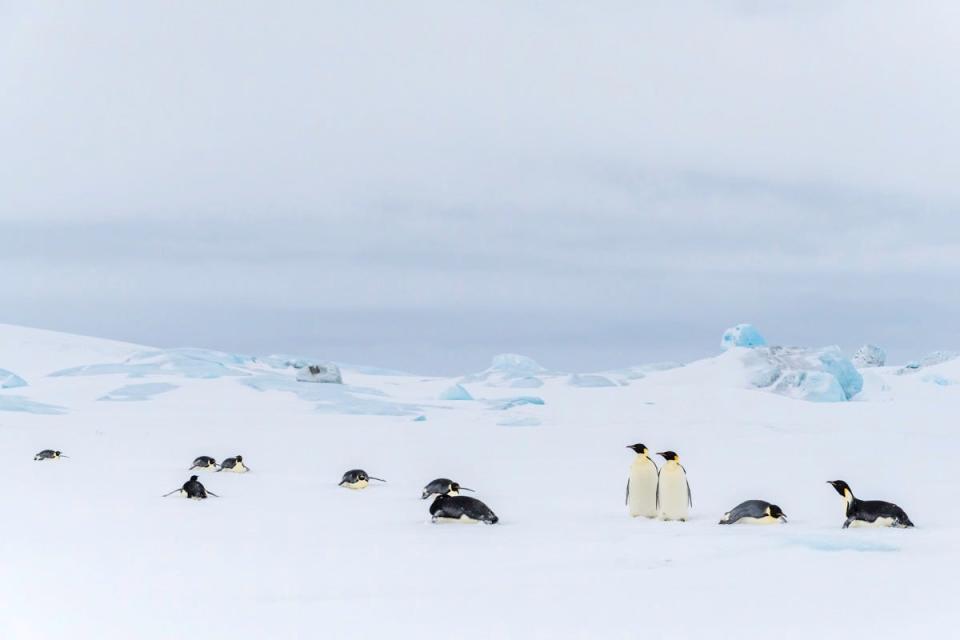“Emperor Penguins of Snow Hill Island, Antarctica," an exhibit by wildlife photographer Dee Ann Pederson, opens Friday at FAR Center for Contemporary Arts.