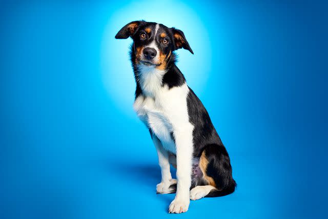 <p>Animal Planet</p> Stryker, a deaf border collie mix playing in the 2024 Puppy Bowl