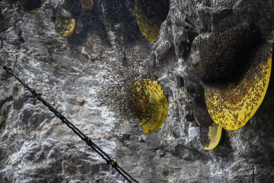 A honey hive and bees fall off from a cliff during harvest in Dolakha, 115 miles east of Kathmandu, Nepal, Nov. 19, 2021. High up in Nepal's mountains, groups of men risk their lives to harvest much-sought-after wild honey from hives on cliffs. (AP Photo/Niranjan Shrestha)