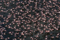 <p>A birds eye view of Flamingos migrating. (Photo: Michael Viljoen/ Caters News) </p>