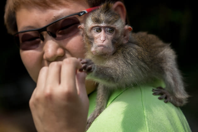 SINGAPORE - MARCH 25: An animal handler gives food to a Long Tailed Macaque during a media tour ahead of the opening of River Safari at the Singapore Zoo on March 25, 2013 in Singapore. The River Safari is Wildlife Reserves Singapore's latest attraction. Set over 12 hectares, the park is Asia's first and only river-themed wildlife park and will showcase wildlife from eight iconic river systems of the world, including the Mekong River, Amazon River, the Congo River through to the Ganges and the Mississippi. The attraction is home to 150 plant species and over 300 animal species including 42 endangered species. River Safari will open to the public on April 3. (Photo by Chris McGrath/Getty Images)