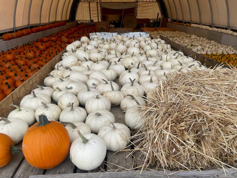 White and orange pumpkins are lined up inside a tent at Speigle's Rolling Hills Farm, near Boswell. The farm opens on Sept. 21 for fall sales of pumpkins, gourds, mums, hay bales and corn stalks, along with some farm activities for the kids.