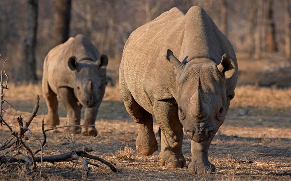 A rhino attacked a suspected poacher at Etosha National Park in Namibia - Reuters