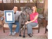 George is the Guinness World Record holder for the Tallest Living Dog and Tallest Dog Ever. From head to tail, he stretches just over 7 feet. (There’s the certificate to prove it!)