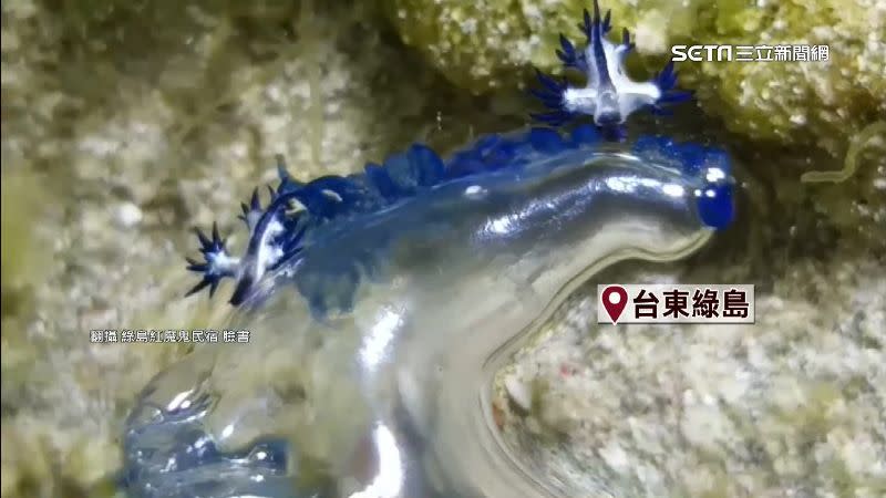 這回在高雄被發現的僧帽水母，也曾在綠島、嘉義現蹤。