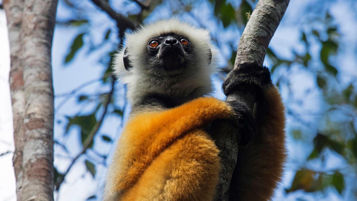 an orange, black, and white lemur sits in a tree