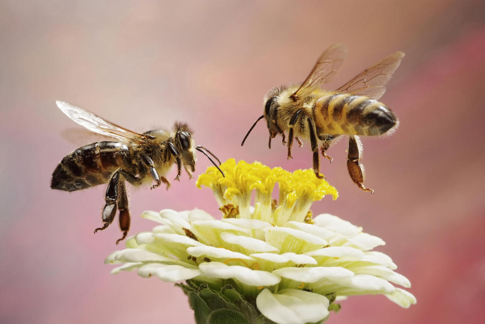 Fredonnez comme une abeille