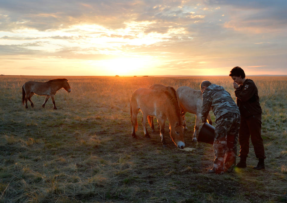 Vladimir Putin feeds horses in Orenburg, Russia