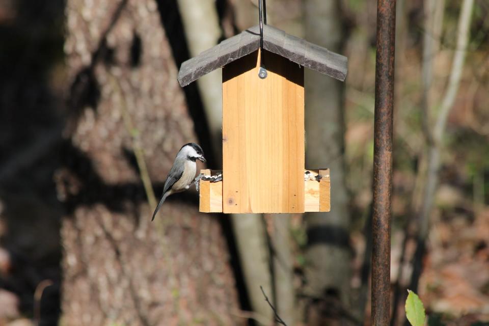 A Carolina chickadee enjoys food from an unfamiliar feeder. Todd M. Freeberg, <a href="http://creativecommons.org/licenses/by-nd/4.0/" rel="nofollow noopener" target="_blank" data-ylk="slk:CC BY-ND;elm:context_link;itc:0;sec:content-canvas" class="link ">CC BY-ND</a>