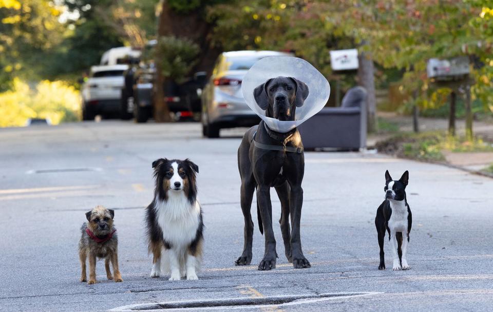 (from left) Elsa (plays Maggie), Bennie (plays Bug), Sophie (plays Reggie), Dalin (plays Hunter), and director Josh Greenbaum on the set of Strays.