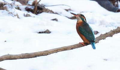 Le taux de mortalité du martin-pêcheur augmente avec le nombre de jours de gel. Plus que le froid, le gel l’empêche de pêcher les petits poissons dont il a un besoin vital. L’espèce ne fait pas de vieux os dans la nature : moins de 2 % des oiseaux dépassent les 3 ans… Ott Rebane, <a href="http://creativecommons.org/licenses/by/4.0/" rel="nofollow noopener" target="_blank" data-ylk="slk:CC BY;elm:context_link;itc:0;sec:content-canvas" class="link ">CC BY</a>