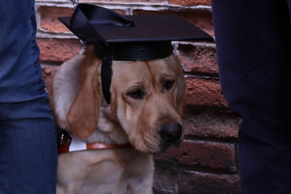 graduacion perros guia