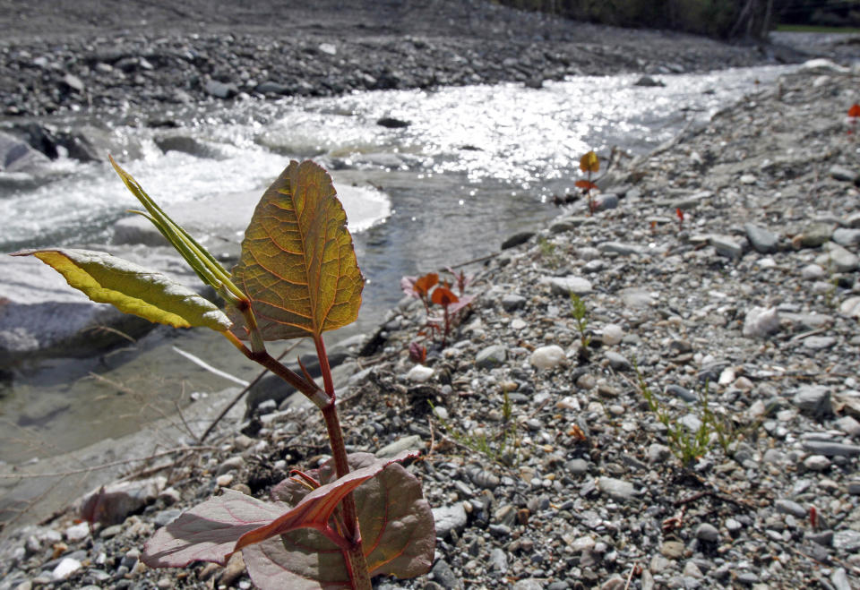 In this April 26, 2012, photo, Japanese knotweed grows on a stream bank in Bethel, Vt. The flood waters of Tropical Storm Irene and work to remove silt and restore roads afterward had an unintended consequence: they spread Japanese knotweed, an invasive plant that has already clogged some river banks and roadsides in Vermont. (AP Photo/Toby Talbot)