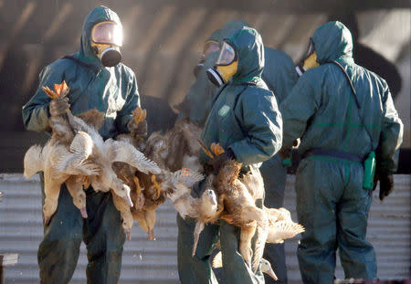 FILE PHOTO: Workers gather ducks to be culled in Latrille, France, January 6, 2017. REUTERS/Regis Duvignau/File Photo