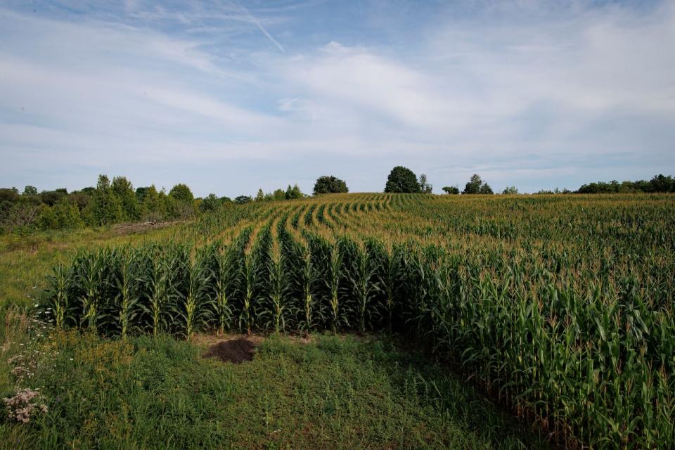 Corn is pictured growing in the Duffins Rouge Agricultural Preserve, in Rouge National Urban Park, near Pickering, Ont., on Aug. 14, 2023.