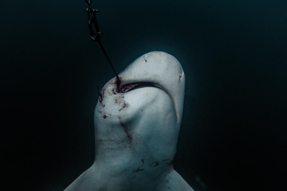 A shark hooked off the coast of Magnetic Island in the Great Barrier Reef Marine Park earlier in 2019. Source: AAP