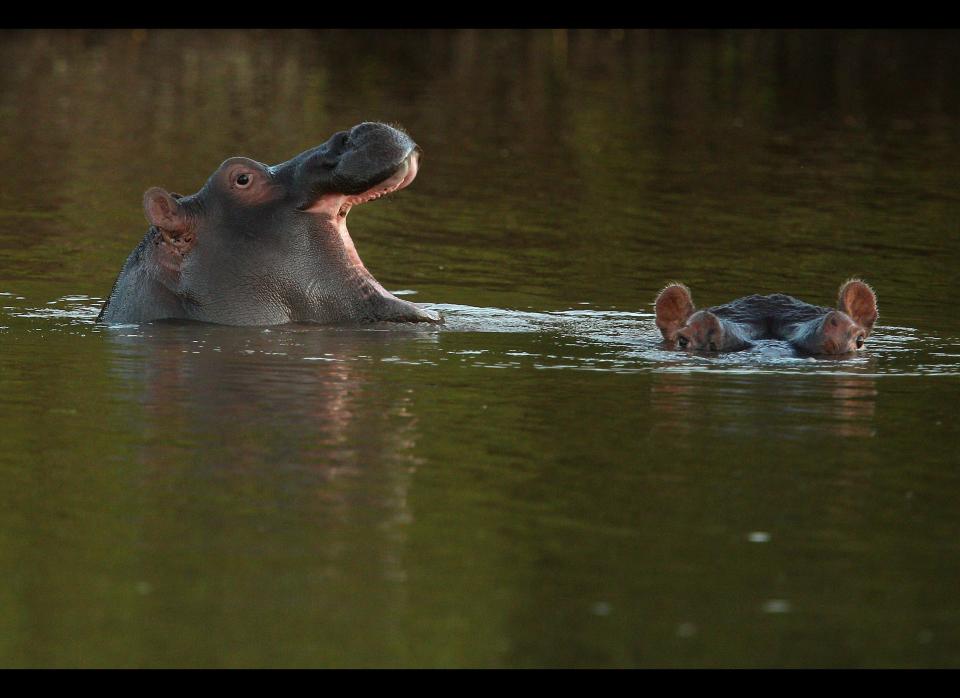 Hippopotamuses relax in the Limpopo river at Pafuri.    <em>Photo by Cameron Spencer/Getty Images</em>