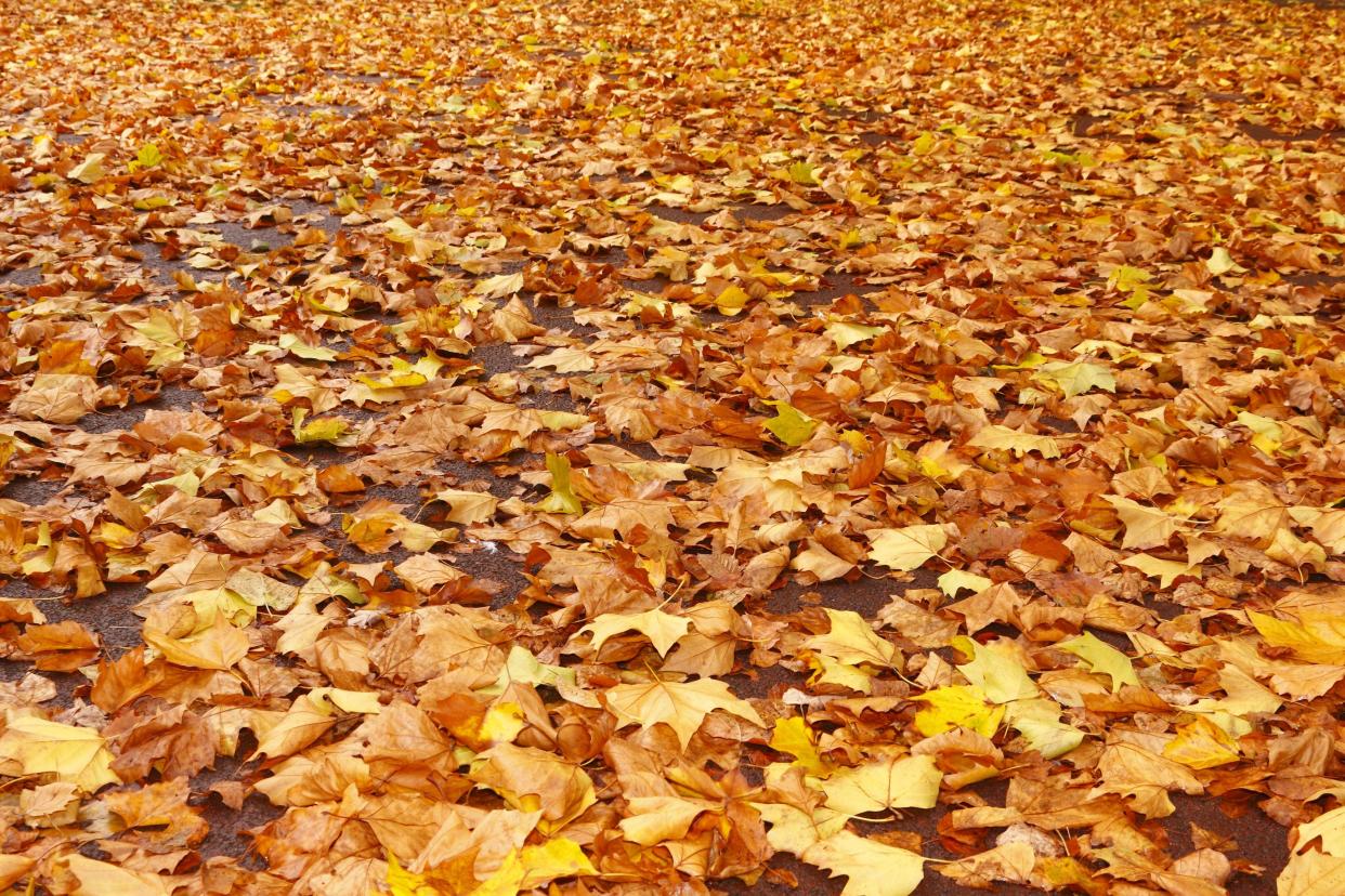 There is one way you can leave your leaves and have your lawn, too: Mulch them. Mulching leaves isn't only easier than raking; it's more environmentally sound.