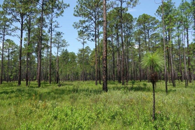 Young longleaf pines grow at the Fort Stewart Army base in Georgia.