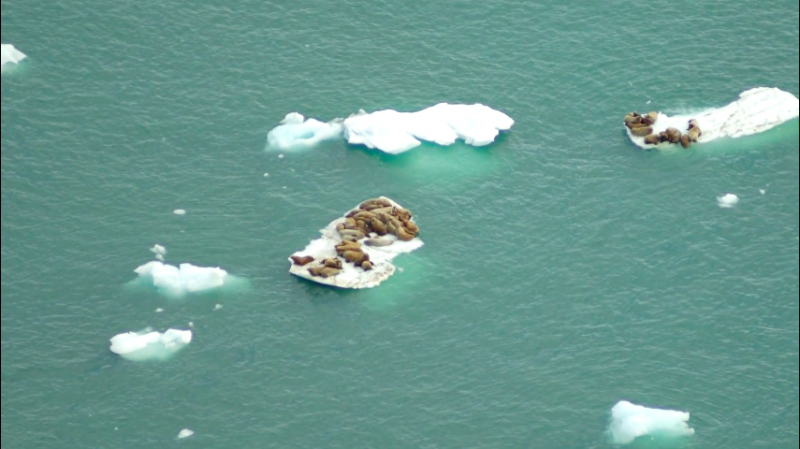 北極最熱的一年 專家警告：極端氣候只會更頻繁。（取自NOAA）