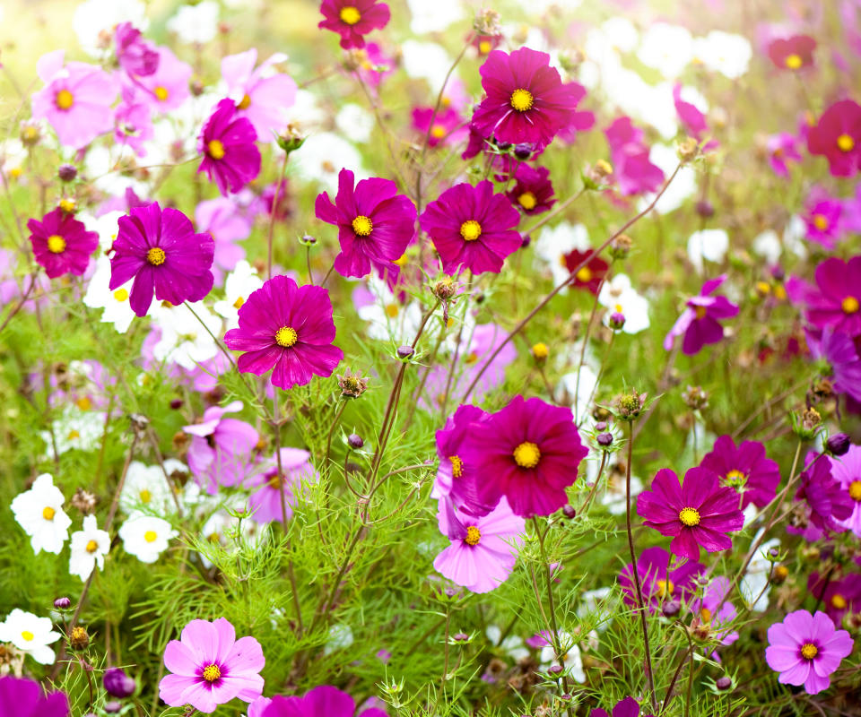 cosmos in floral meadow planting