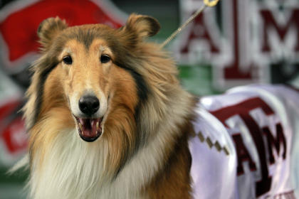 Reveille IX possibly starting a new tradition at A&M