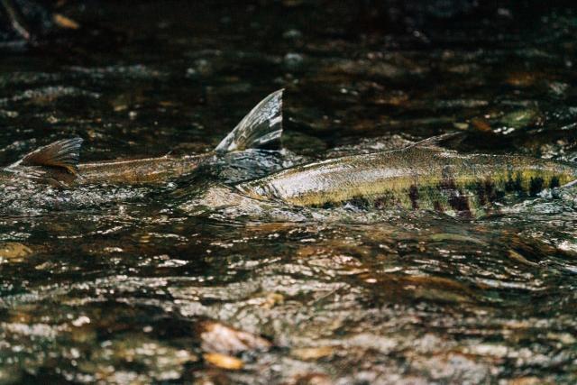 Chum salmon Free Stock Photos, Images, and Pictures of Chum salmon