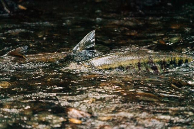 Scientists sound the alarm after salmon species finds new spawning