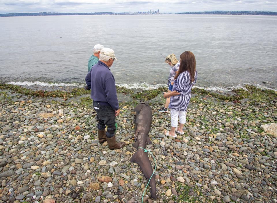 Neighbors on Rockaway Beach look at a shark carcass that washed ashore.