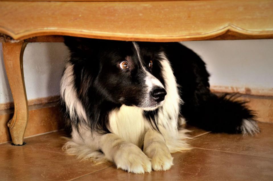 Dogs are often frightened by storms and thunder, but there are ways to help calmthem down.