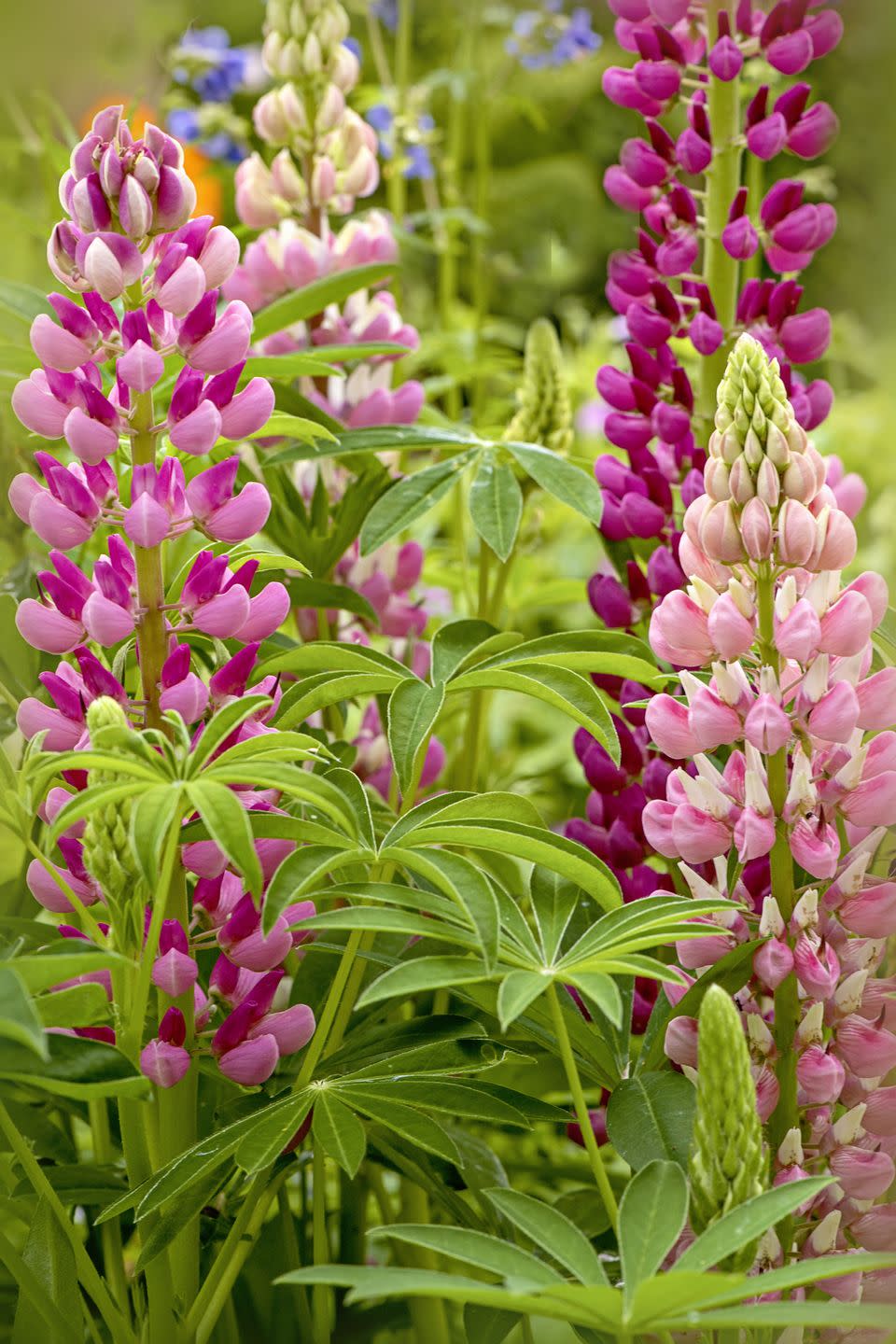 Spring Flower: Lupine