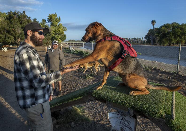 ENCINO, CA-OCTOBER 26, 2023:Robert Servisi of Reseda shakes hands with his dog Mowgli, a 5 year old German Shepherd/mix during a visit to the Sepulveda Basin Off Leash Dog Park in Encino. He and others who frequent the popular dog park are fighting plans for a bike path to be placed along the Los Angeles River, seen in background, that they say would cut through the dog park. (Mel Melcon / Los Angeles Times)