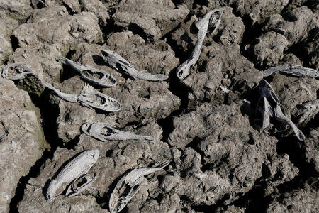 Dead fish are seen in the dried-up river bed of the Pilcomayo river in Boqueron, Paraguay, August 14, 2016. REUTERS/Jorge Adorno