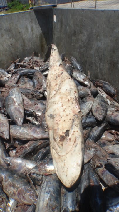 a pile of dead fish with a small shark on top