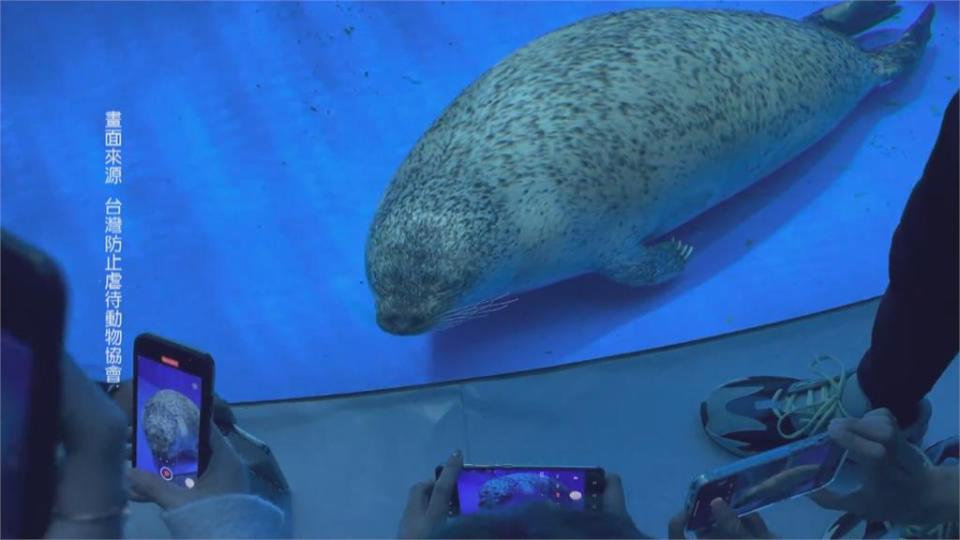 這個水族館被動保團體盯上  設計不良？魟魚背出血、海豹池狹小