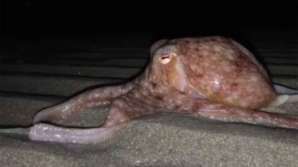 Dozens of octopuses have been filmed crawling onto a UK beach. Source: Facebook