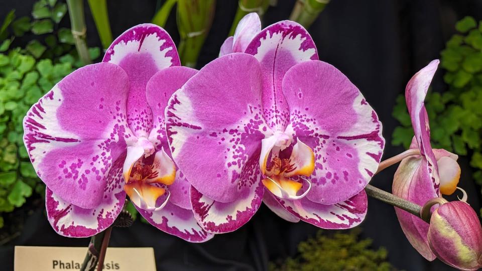 One of many blooming plants at the 40th Annual Orchid Show and Sale at Hershey Gardens this weekend.