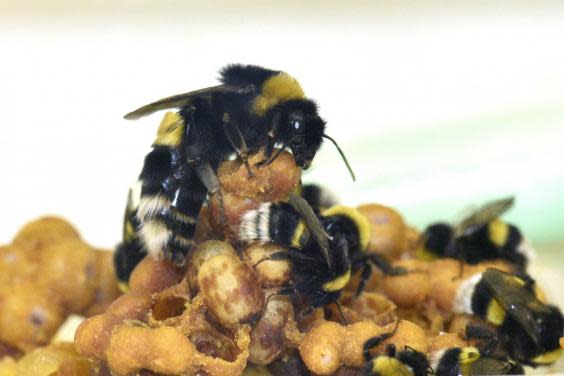 Worker bees are sterile females who make up the largest percentage of bees in a hive. This image shows bumblebee queen and workers caring for brood (Rachel Rosen)
