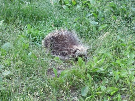 … Looks Like a Porcupine